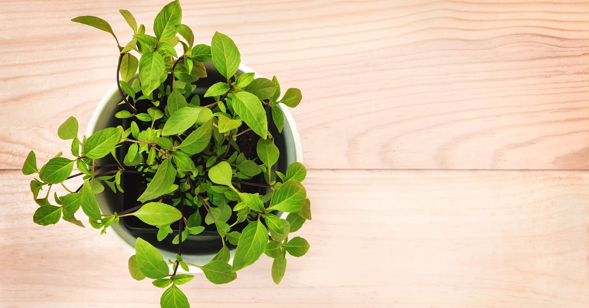 houseplants