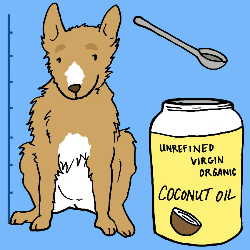 how-much-coconut-oil-for-dog-what-kind.jpg