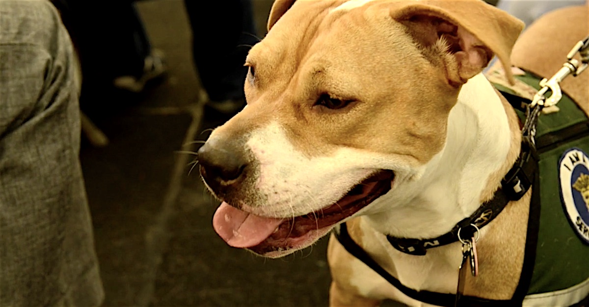 Nobody Wanted This Shelter Pit Bull, But Then She Meets A War Veteran
