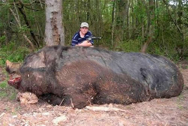 huge-hog-killedby-11yrold.jpg