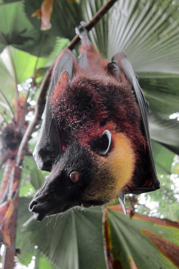 Acerodon jubatus
