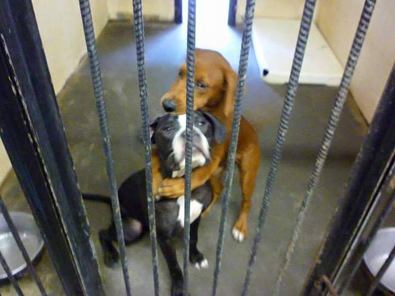 hugging-dogs-01-800-1-1.jpg hugging-dogs-01-800-1-1.jpg