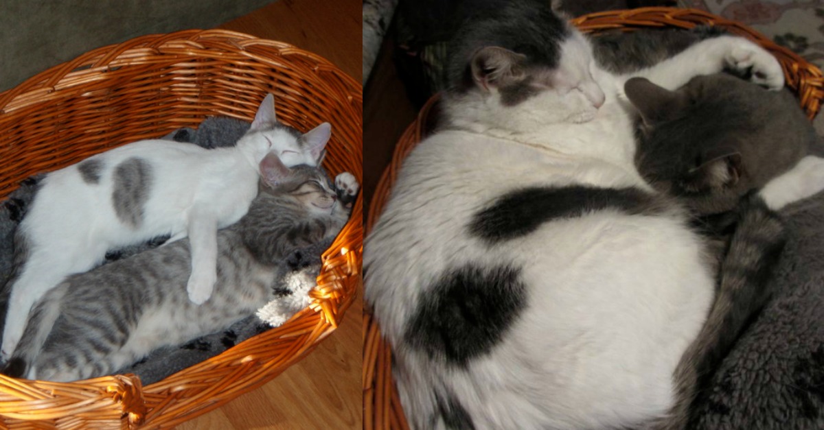 hugging-tabby-cats-friends-then-and-now.jpg