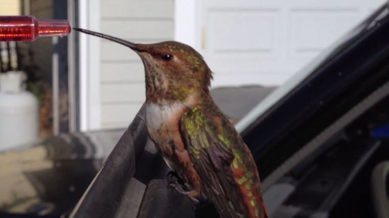 hummingbird-1.jpg