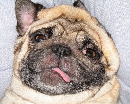 hungover-dog.jpg
