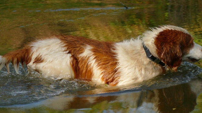 Hunting Dog Names