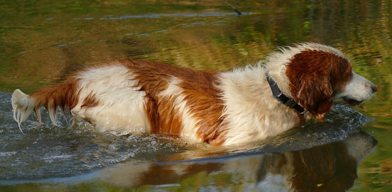 Hunting Dog Names