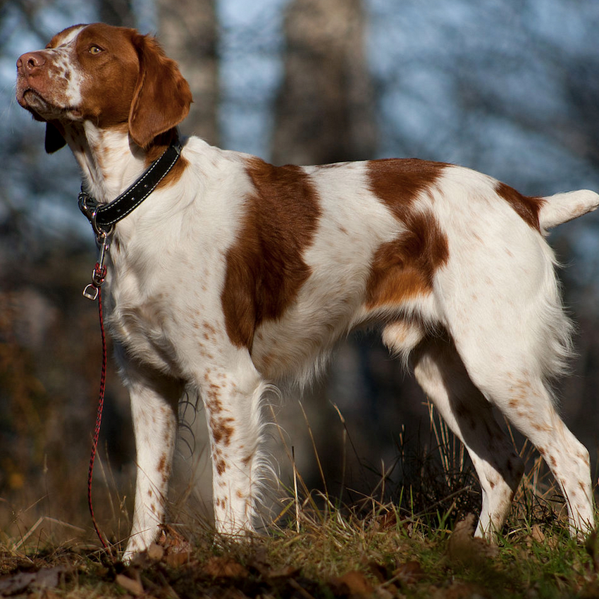 hunting-dog-names-one.jpg