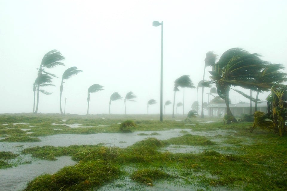 hurricane-trees.jpg