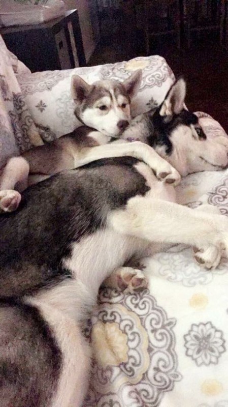 huskies-rescue-14.jpg