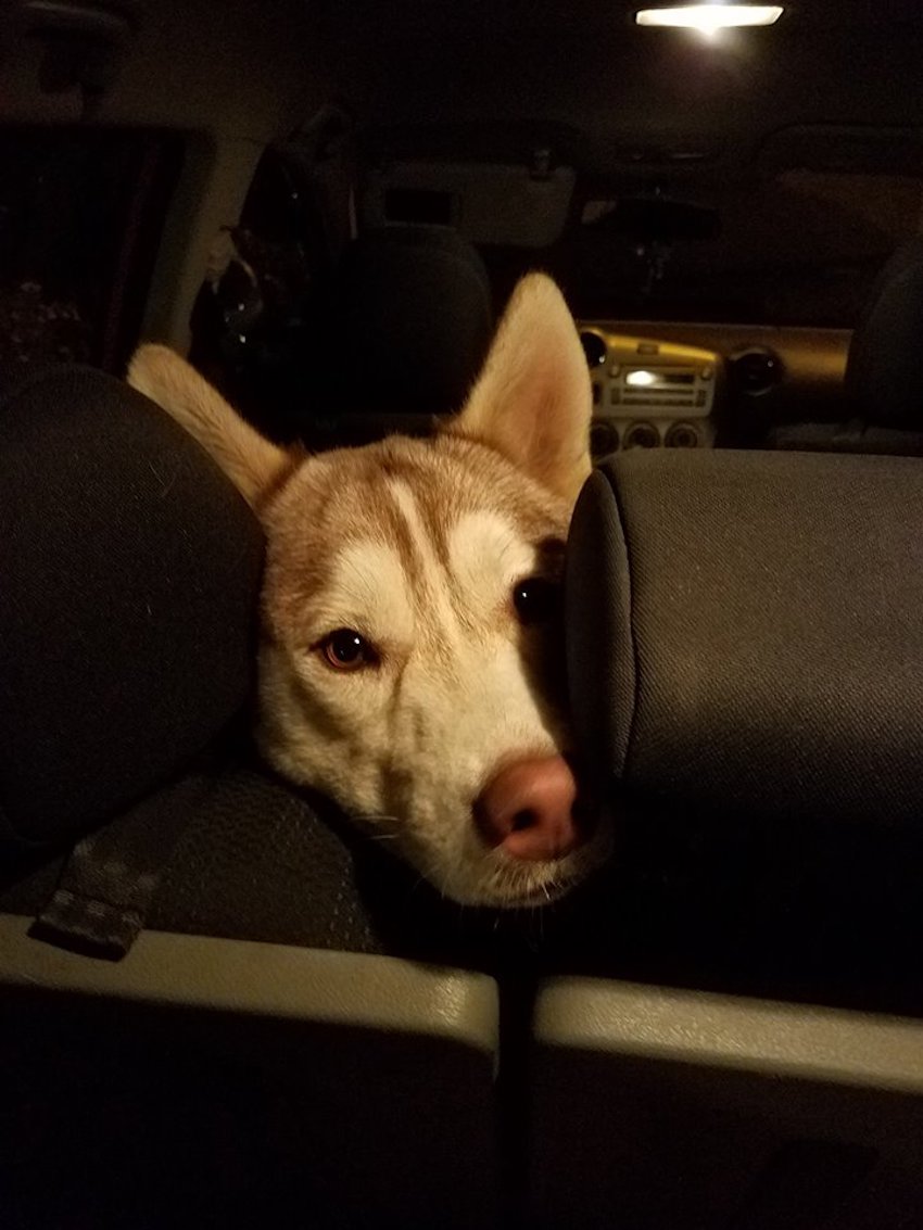 huskies-rescue-3.jpg