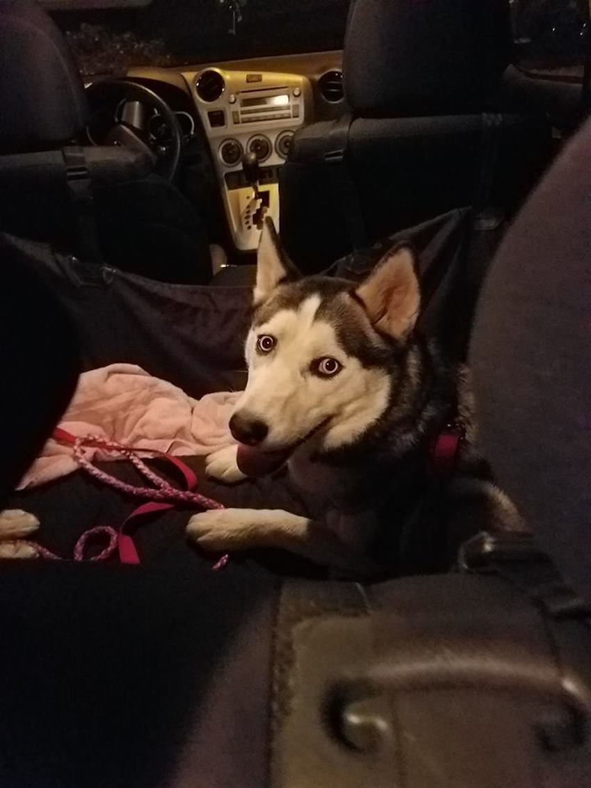 huskies-rescue-4.jpg