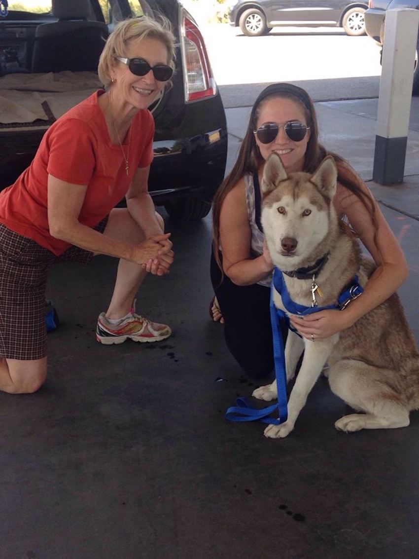 huskies-rescue-7.jpg