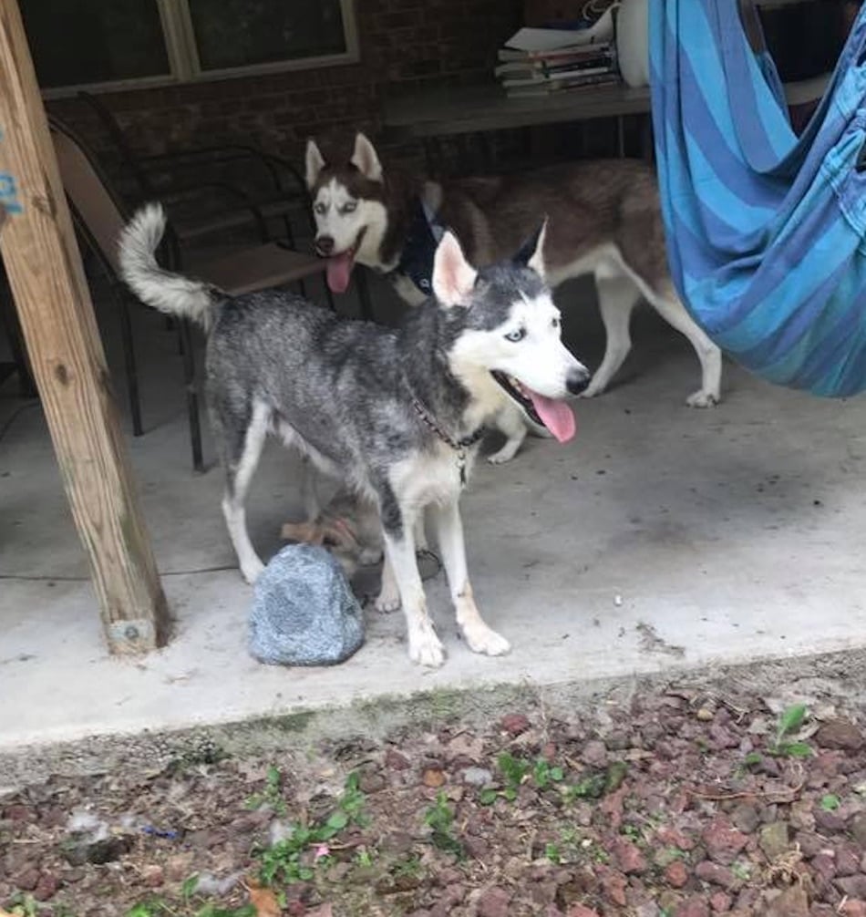 husky-1-1.jpg husky-1-1.jpg