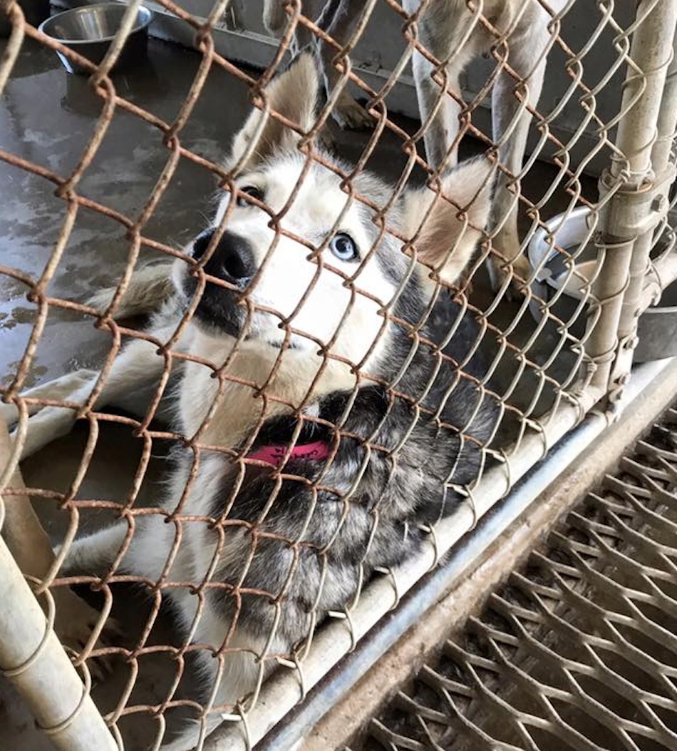 husky-2-1.jpg