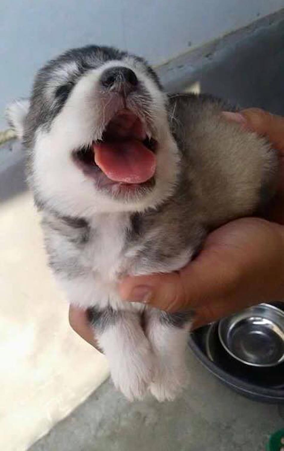 husky-3-1.jpg