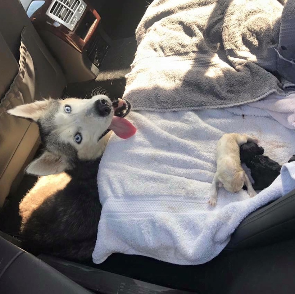 husky-3.jpg