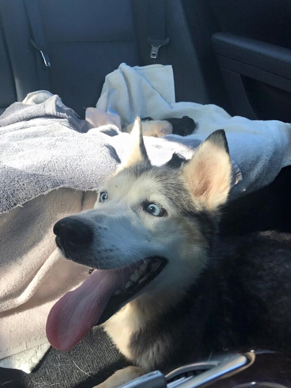 husky-4.jpg