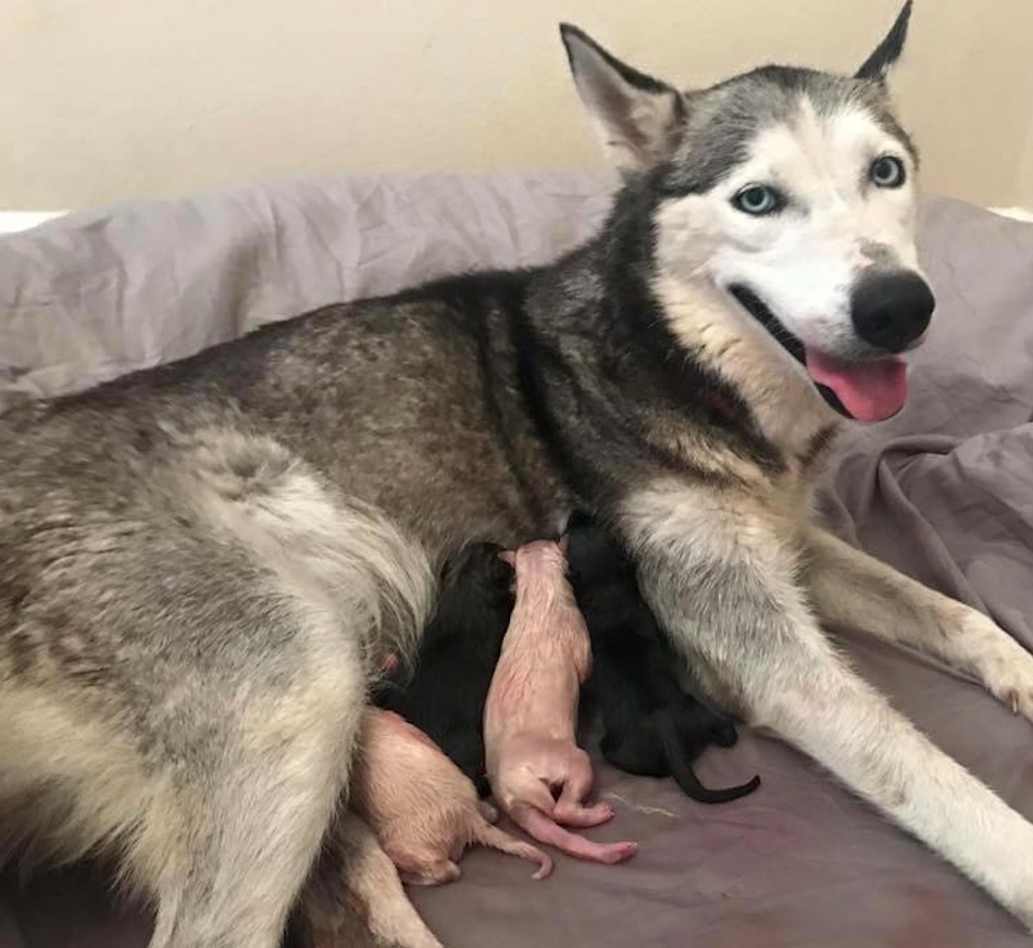 husky-5.jpg