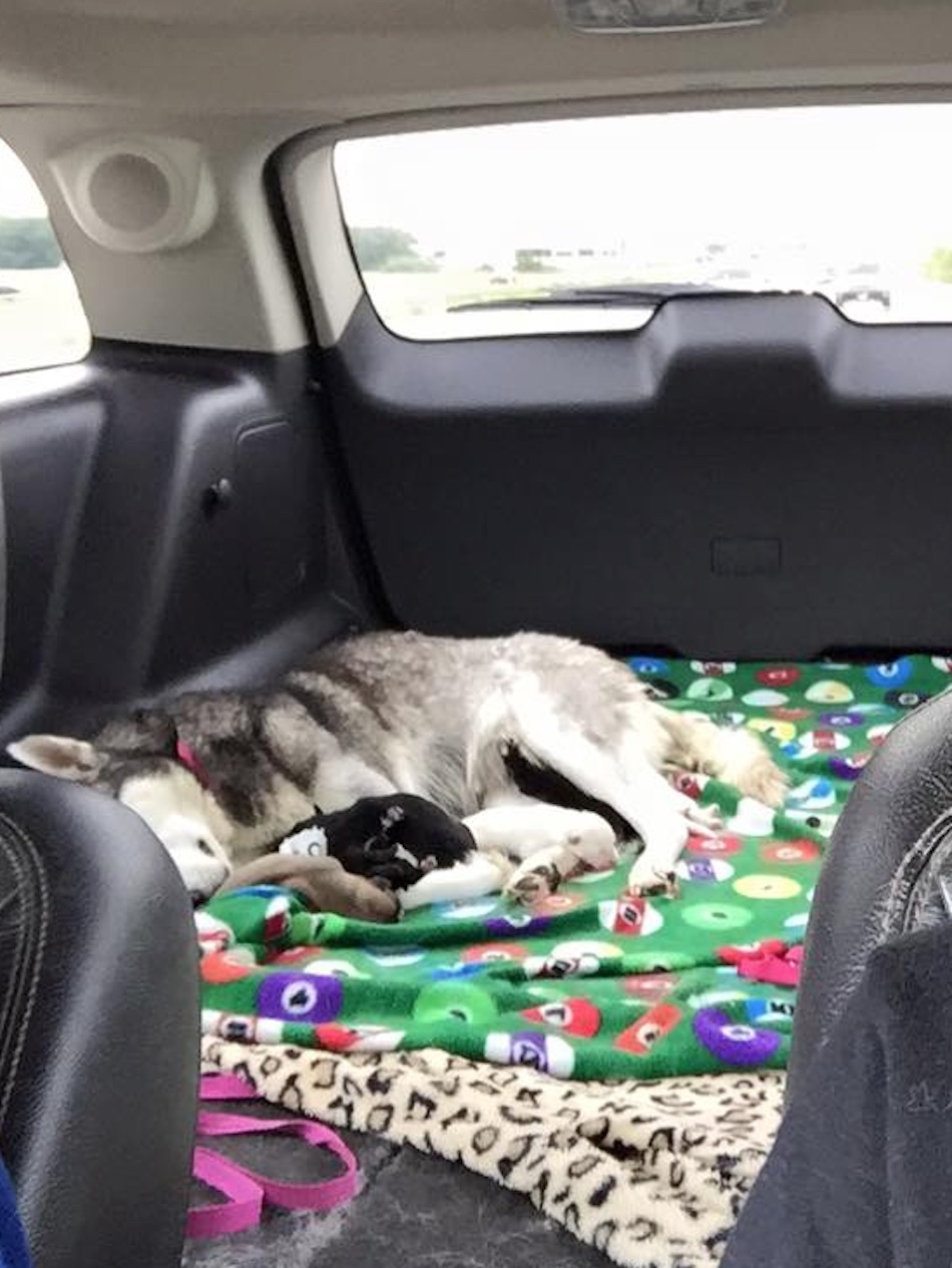 husky-7.jpg