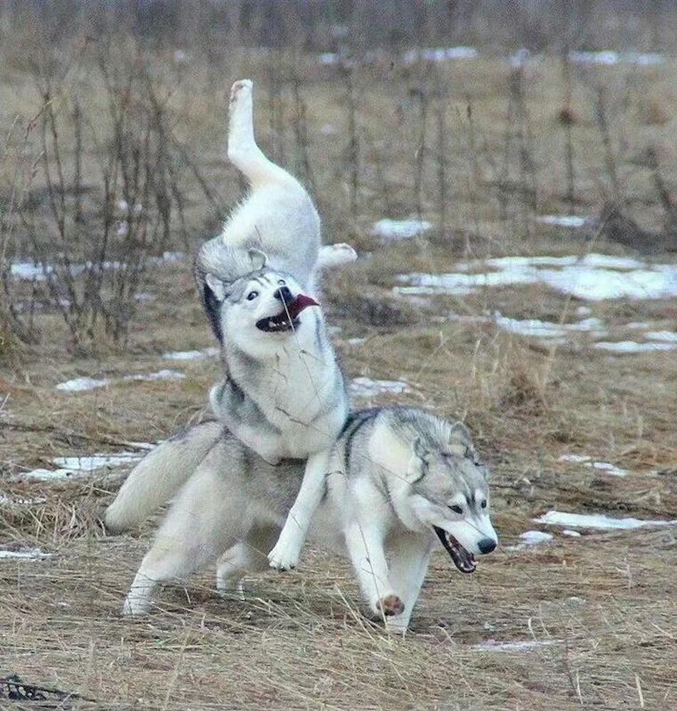 husky-9.jpg