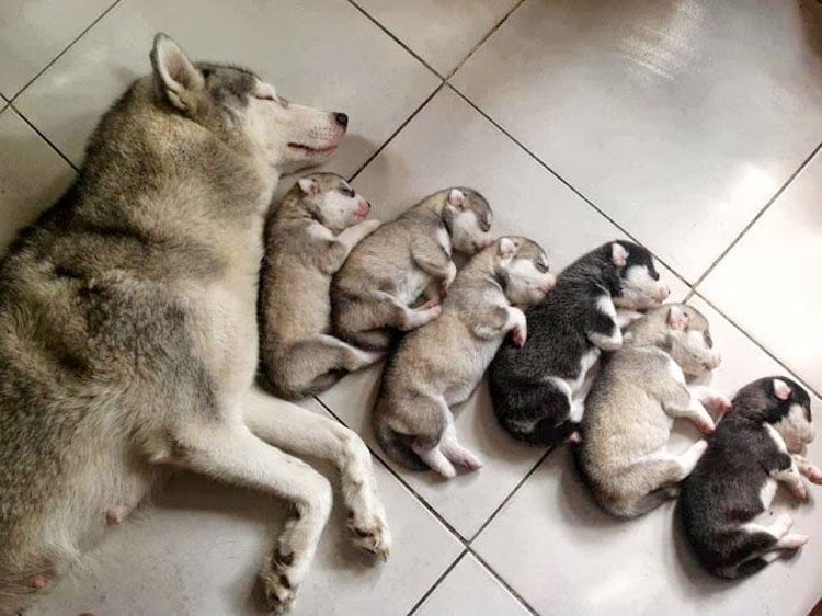 husky-mama-big-spoon.jpg