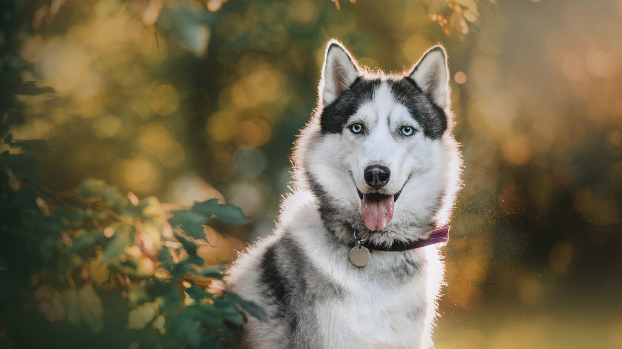 husky-outside