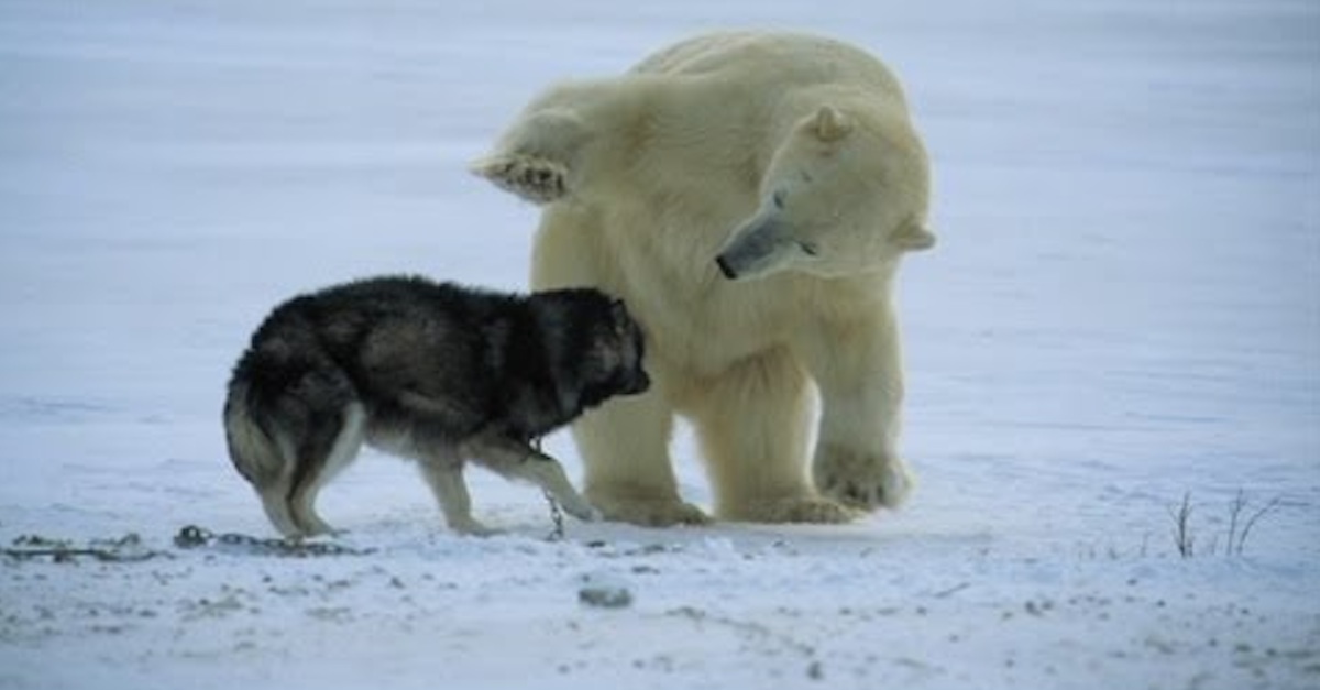 husky-polar-bear copy