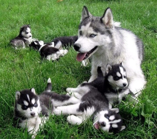 husky-pups-with-mum.jpg