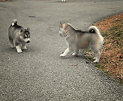 husky.gif husky.gif