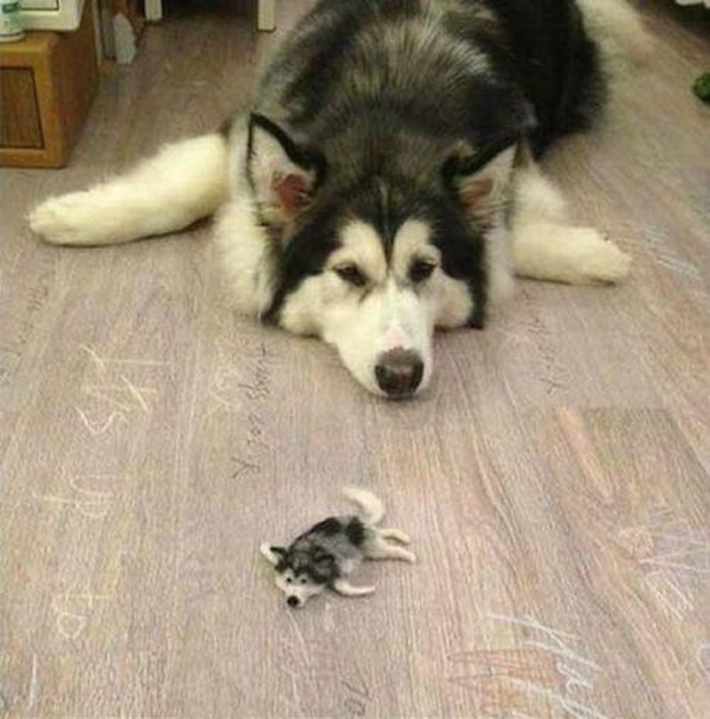 husky_01.jpg husky_01.jpg