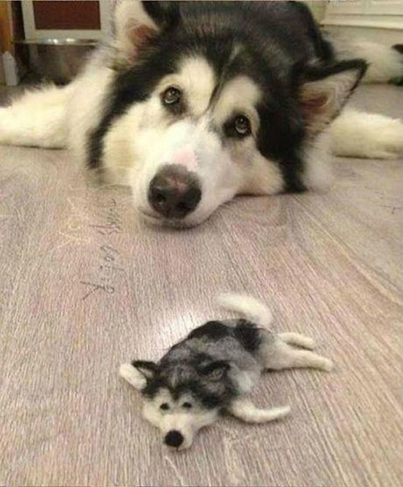husky_02.jpg