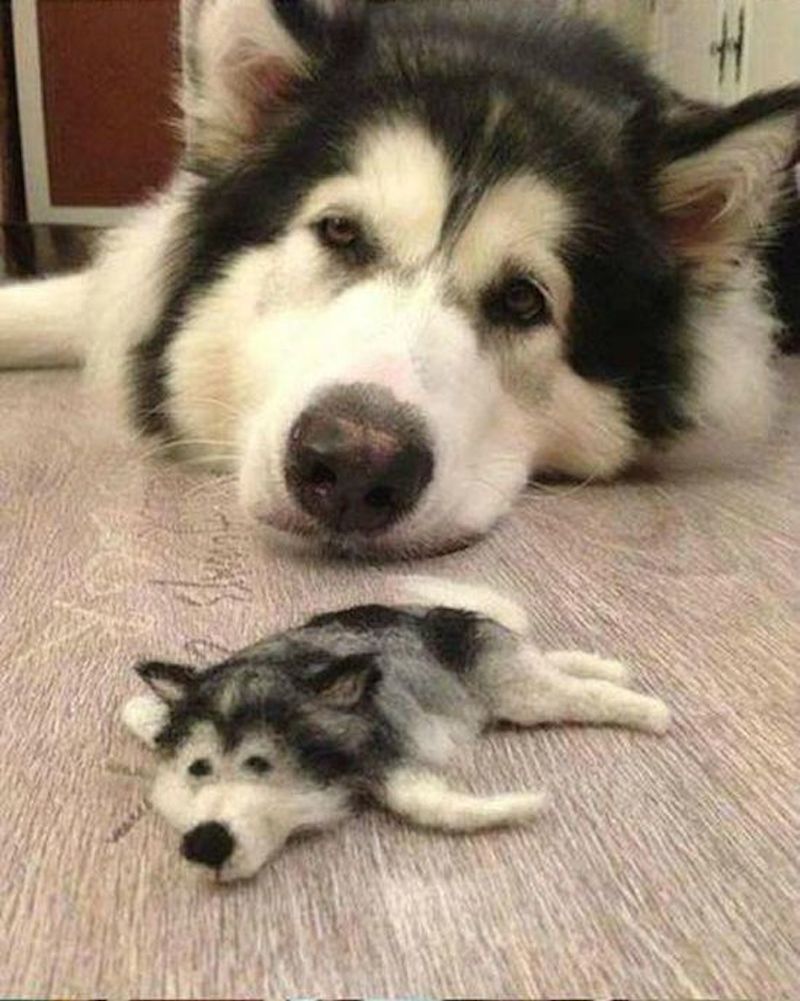 husky_03.jpg