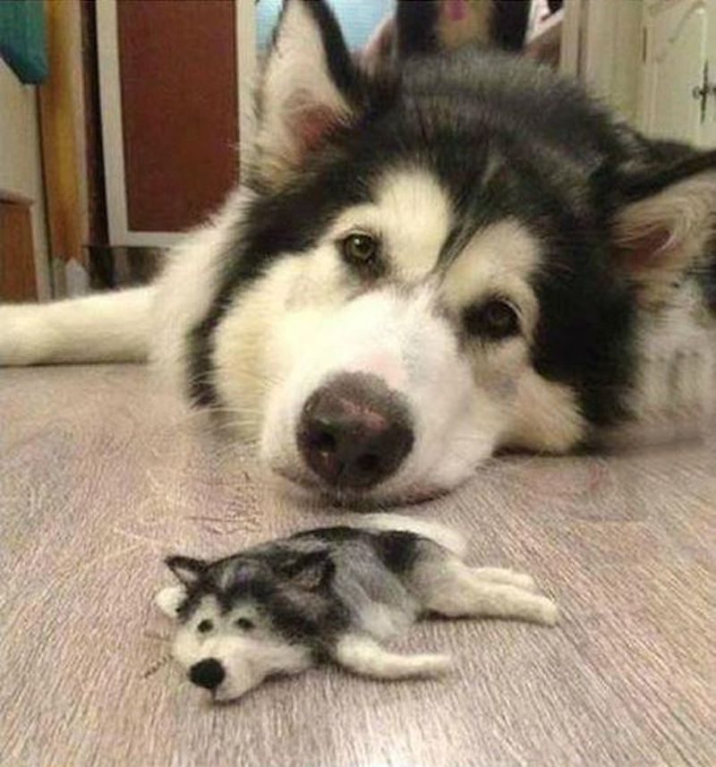 husky_04.jpg