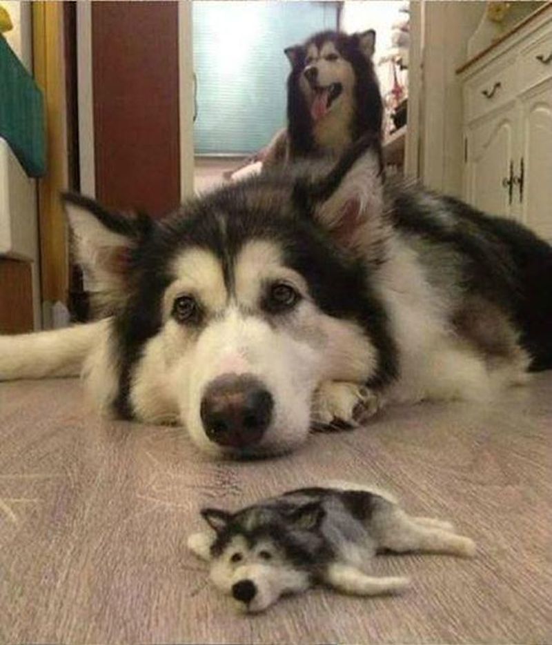 husky_05.jpg