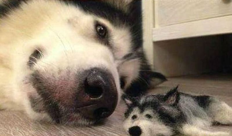husky_06.jpg