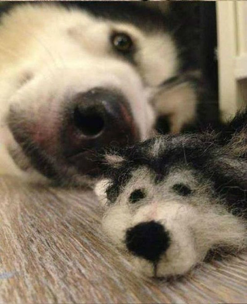 husky_07.jpg