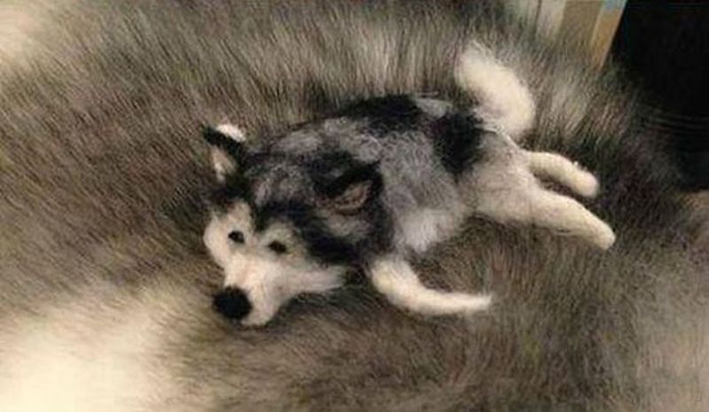 husky_08.jpg