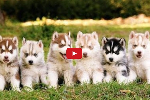 huskypuppies