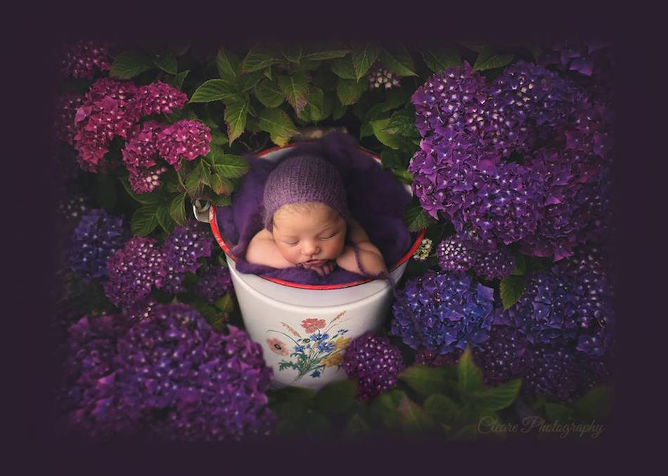 hydrangea.jpg
