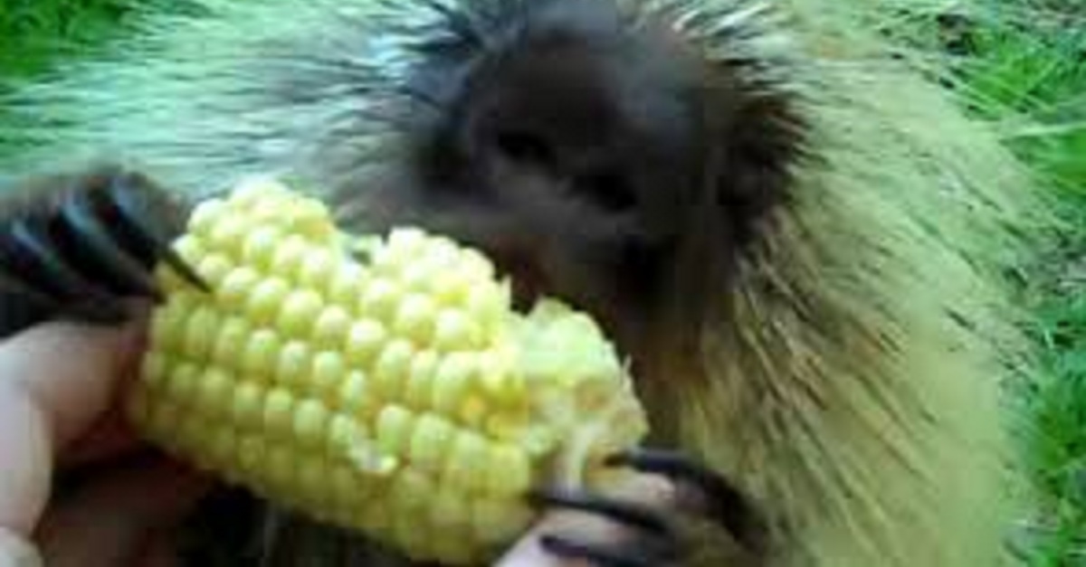 i-cant-look-away-this-talking-porcupine