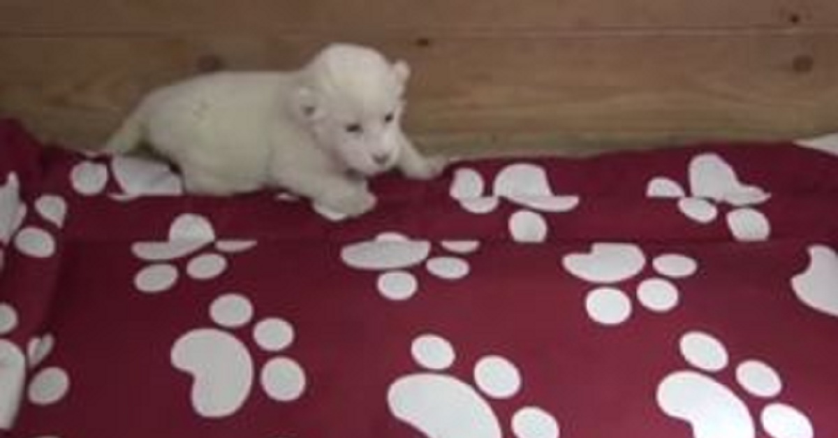 i-cant-look-away-this-white-lion-cub