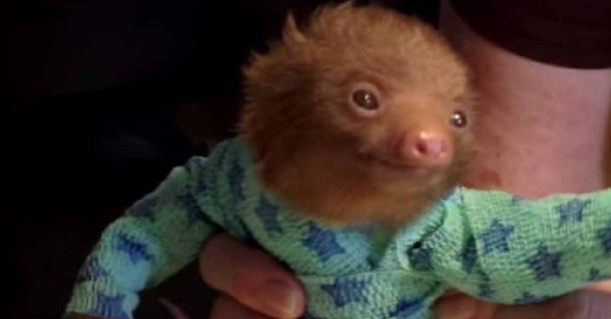 i-couldnt-believe-that-they-made-these-sloths