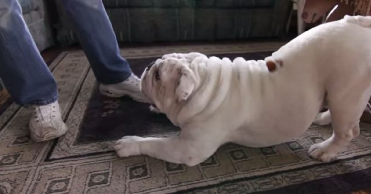 i-love-him-this-bulldog-is-smarter