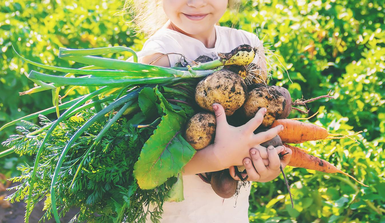 organic homemade vegetables harvest carrots and beets