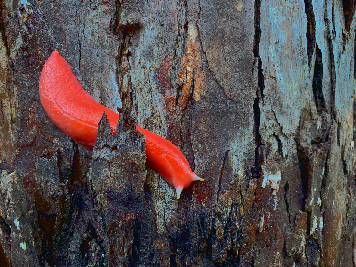 Giant pink slug