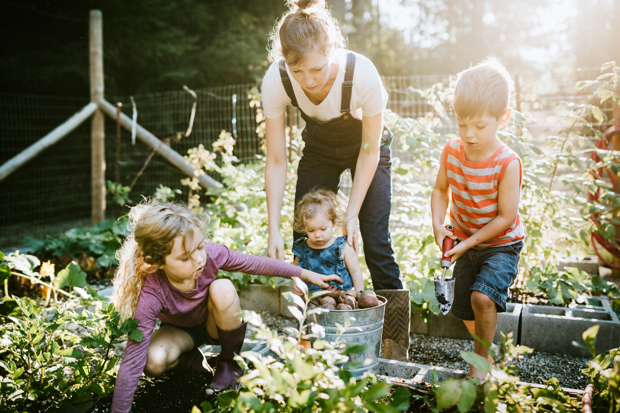 Family Harvesting Vegetables From Garden at Small Home Farm