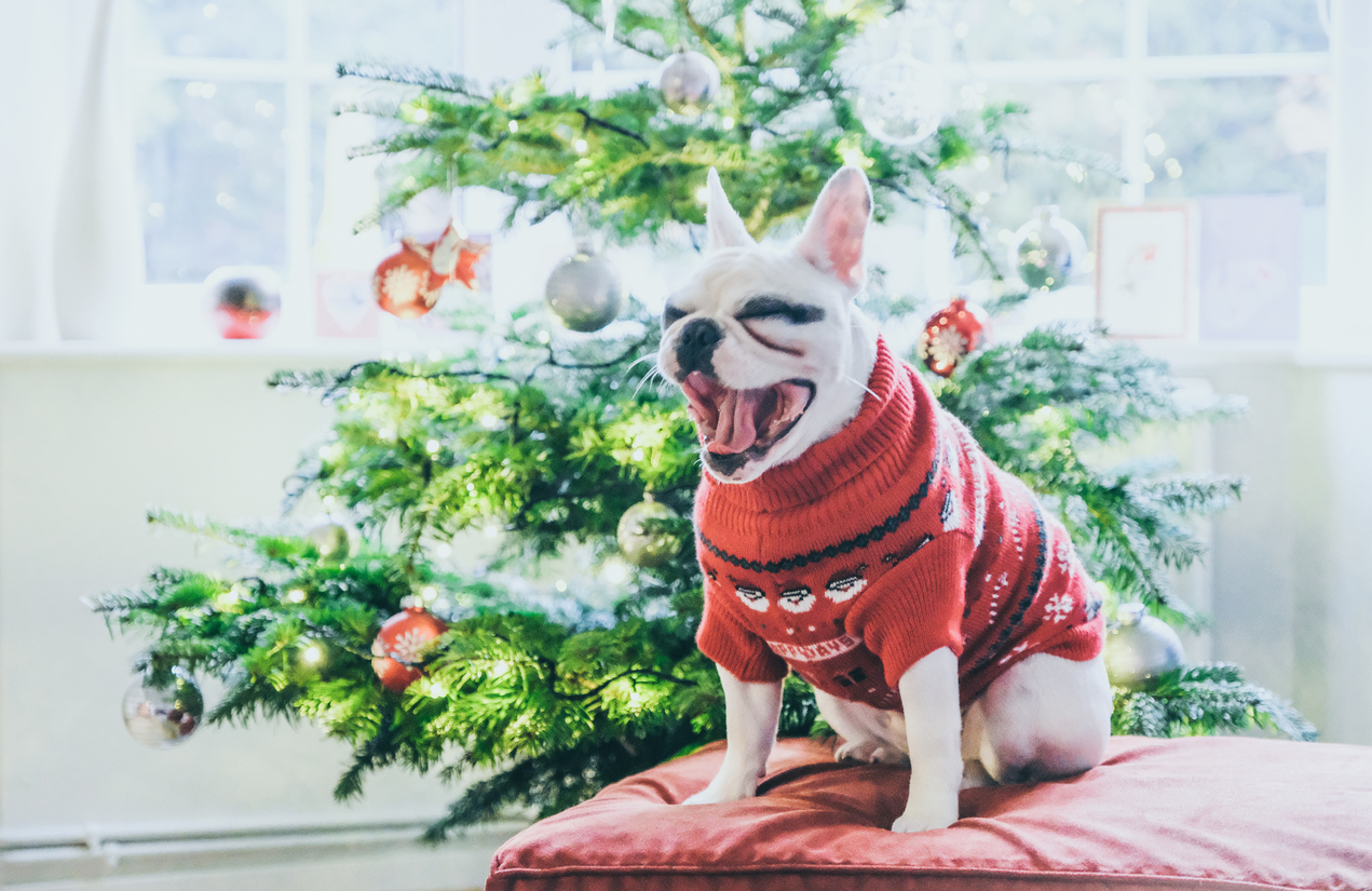 Cute French Bulldog in Christmas Jumper yawning by Christmas Tree