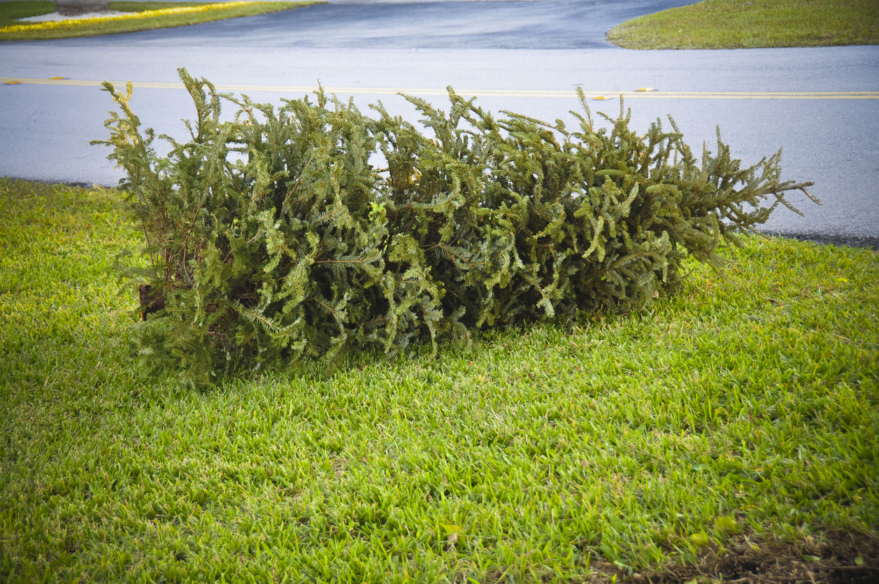 A discarded Christmas tree is laid on its side on a lawn