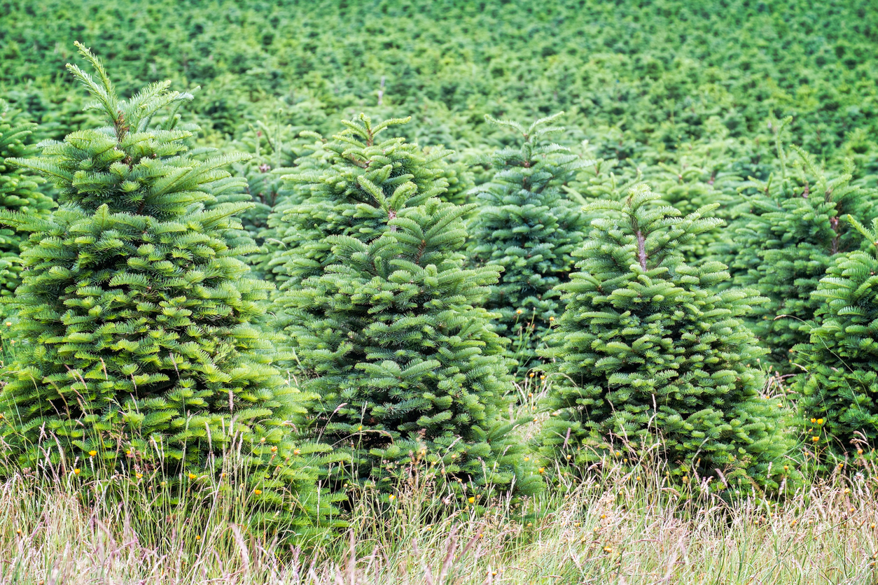 Christmas Tree Farm